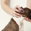 원흥동물의료센터 이미지