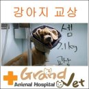 그랜드벳동물병원 네이버블로그