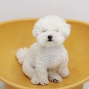 그루밍츄 이미지