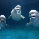 롯데월드아쿠아리움 이미지