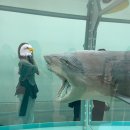 데이미언허스트 전시 : 상어가 핫한 서울이색 대규모 전시회 추천 : 아이들과 가볼만한 (해설포함)