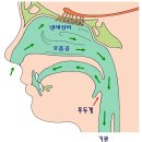 코로나-19 바이러스 예방과 치료, 생활 속 대처 방법 ( 아침, 저녁 코 청소 ) 이미지