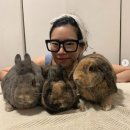 애완용 토끼 - 할리퀸 (Harlequin Rabbit) 이미지