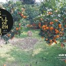 퐁낭아래 이미지