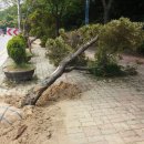 가로수 교체 VS 인식의 교체 - 좌동순환로 가로수 교체사업을 보며 이미지