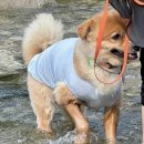 풀내음펜션민박 | 경기도 가평 강아지와 즐기는 시원한 계곡 물놀이! 조은별계곡쉼터