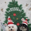 포동이 펫살롱 이미지