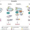 Re:The Role of Mitochondria in Apoptosis 이미지