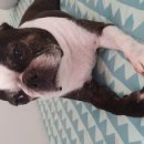 마이펫 강아지유치원 이미지