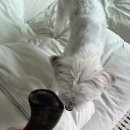 염소울 | 강아지(반려동물) 오래먹는 간식(진짜 1시간 이상) 추천｜펫쉴드 흑염소뿔 내돈내산 후기! 간식 끝판왕!