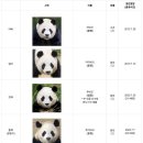 판다