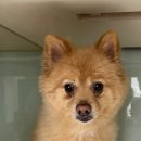 애경동물병원 | 귀염둥이 "오복이"의 스케일링 후기