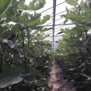 박영석농장 이미지