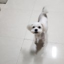 강아지 나라 이미지