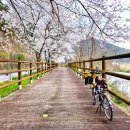 밀양댐유원지식당 | 섬진강 벚꽃 종주 2박3일(2/4) | 섬진강댐 인증센터~곡성 / 2026.04.03 기준 공사 우회로 정보 포함 (ft...