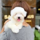 츄츄독 푸들이야기 부산 강아지분양 이미지