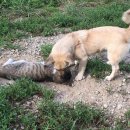 양이양이 이미지