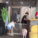 송도펫