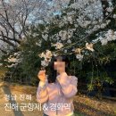 경화동(경화역방면) | 진해 군항제 솔직 후기 | 주차장, 여좌천·경화역 벚꽃 명소 총정리