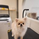 미소댕댕 이미지