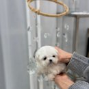 멍스타 김포강아지 분양 이미지