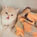 내강아지&내야옹이 이미지