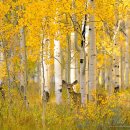 자작나무 이미지