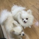 반려견과 더불어 사는 법 이미지