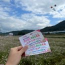 송림농장 | 10월 하동 북천 코스모스 메밀꽃 축제 후기 🌼주차 입장료 포토존