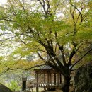 봉정사국화마을 이미지