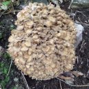 오리궁뎅이 이미지