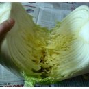 배추언니