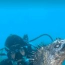 바다 iguana 이미지