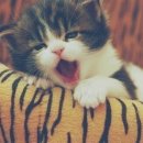 솜사탕PC 이미지