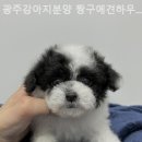 짱구 애견 하우스 이미지