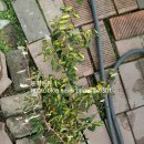 동화조경농원 이미지