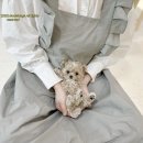 모델독켄넬 이미지