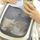 차동물병원 | &lt;고양이 건강검진_금천구 24시 글로리동물병원_2회차 검진 후기&gt;