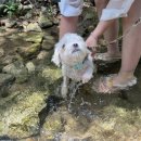 멍뭉유치원 | 시루야 유치원 적응하자 !! [광주 반려견 교육 유치원 : 캐치독/ 멍뭉학당 솔직 체험 후기 ❤️]