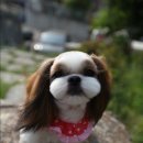 써니퍼피 이미지