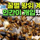 [EBS 골라듄다큐]꿀벌 왕위 계승에 인간이 개입했더니 이미지