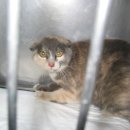 연서 동물병원 이미지