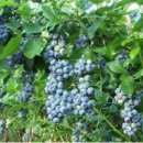 블루베리 이미지