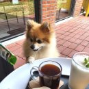 왓숑미용 | [대구/달서구] 용산역 초대형 애견카페 &#34;왓숑프리제&#34; 애견미용, 호텔, 유치원, 쇼핑이 모두 가능!