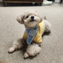 CU평촌공원점 | [평촌 범계 소품샵] 귀엽고 실용적인 아이템 가득...한 번에 쇼핑 가능한 ‘기프티’ 방문 후기 🛒🎀