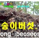 황금버섯 이미지