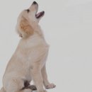 댕큐 애견유치원, 애견호텔 이미지