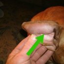 코카 24시 동물병원 이미지