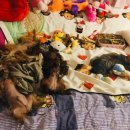 세상 편하개 이미지