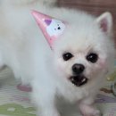 댕댕마을 이미지